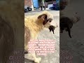 Abandoned Border Collie Mother and Her 5 Tiny Puppies Heartbreaking Rescue Story