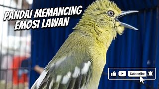 PANCINGAN SIRTU TERBARU! Suara Ngalun Kasar Pandai Memancing Emosi Sirtu Macet & Bahan