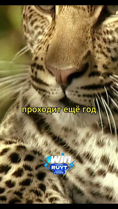 Мама заботится о единственном котёнке #животные #звери #кино - YouTube