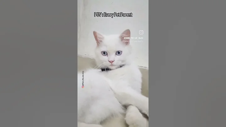 Watch the video about Pet Parents | Relatable | Cat | YoutubeShorts | #catshorts #fluffycat #meme #funny **** short videos