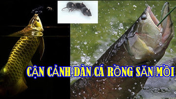 Cận Cảnh Cá Rồng Săn Mồi - part 2ll Mồi Bén Trong Mùa dịch ll