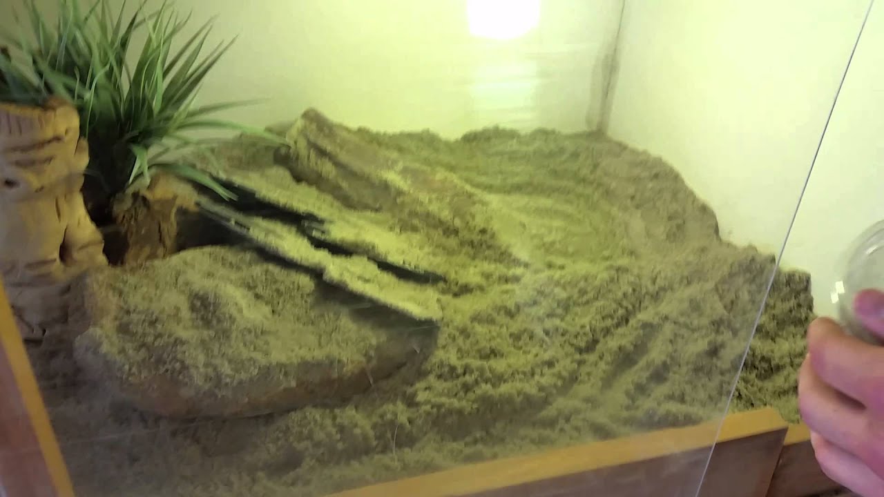 New Pilbara Rock Monitor
