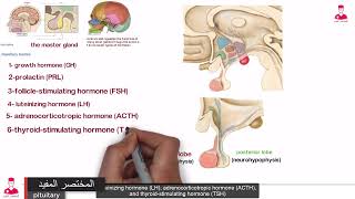 الغده النخامية ( الموقع والوظيفة) || Pituitary gland