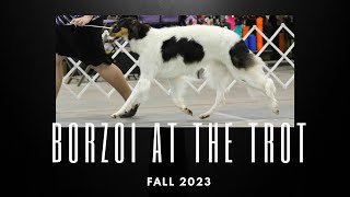 Borzoi At The Trot