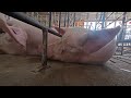 Breaking investigation into a Kansas, USA pig breeding farm
