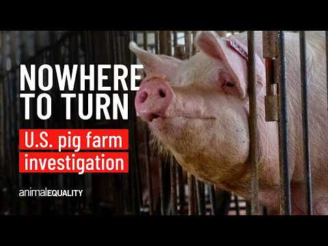 Breaking investigation into a Kansas, USA pig breeding farm