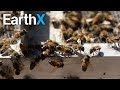 Horde of Killer Bees ESCAPE | The Killer Bee Catcher | EarthX