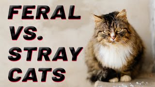 Feral vs. Stray Cats by Deer Lodge Wildlife & Nature Channel 483 views 10 months ago 1 minute, 57 seconds