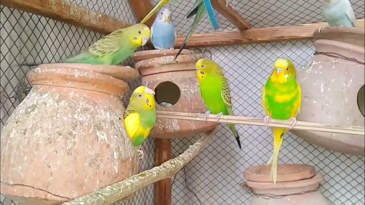 баджи токийские мстители манга. кейске баджит. баджи кейске токийские мстители. бвджи кейске. кисаке токийские мстители.