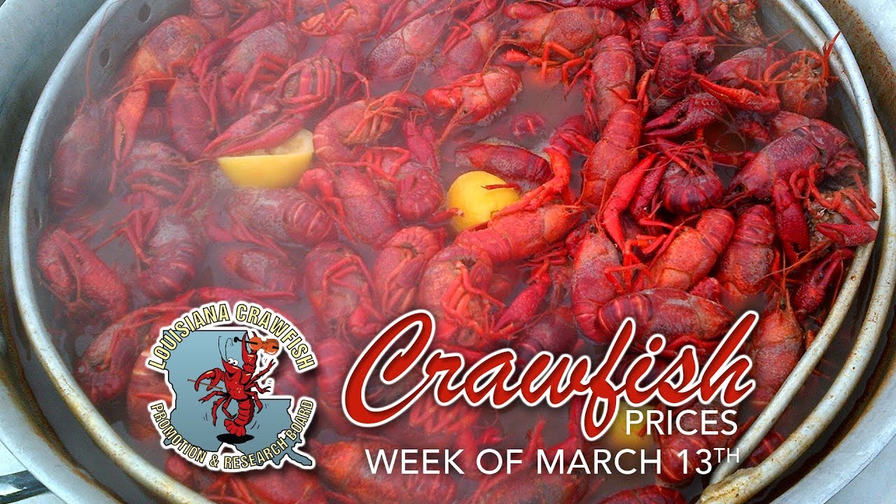 Crawfish Prices March 15, 2019 YouTube