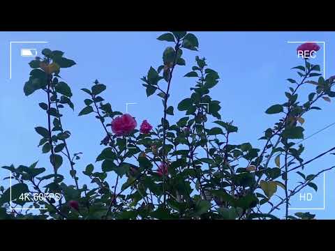 Nature does not hurry, yet everything is accomplished