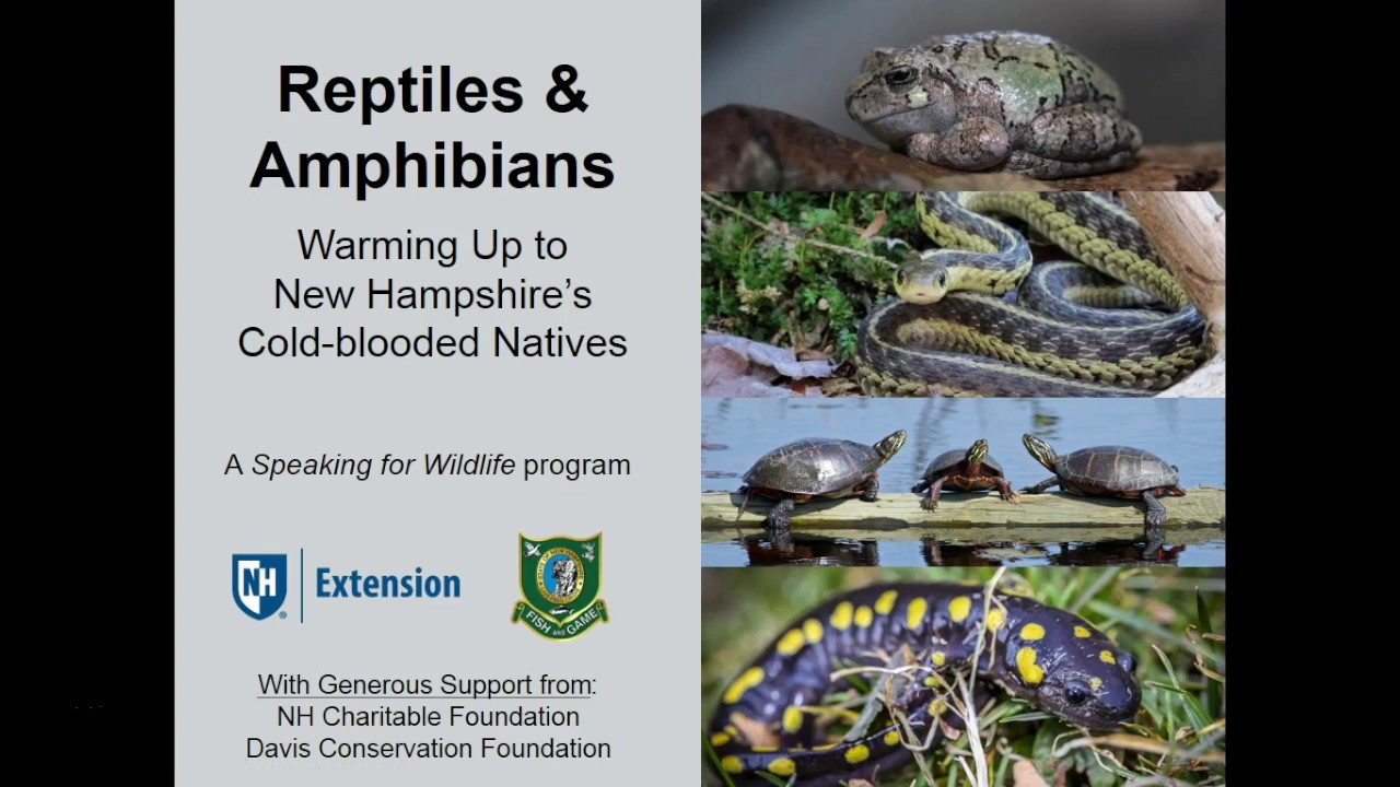 Reptiles & Amphibians