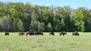 Zimbri în libertate se hrănesc în Parcul Natural Vânători Neamț din cadrul Romsilva