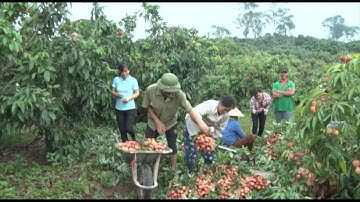 Bắc Giang tiêu thụ gần 7.000 tấn vải thiều sớm