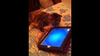 My Cat Loves Ipad