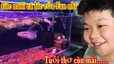Tình cờ gặp Fan nhí và khu nuôi cá lóc cảnh rất đáng yêu- Thái Salem vê lốc