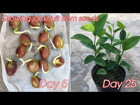 How to grow jackfruit from seeds | how to grow jackfruit in pot