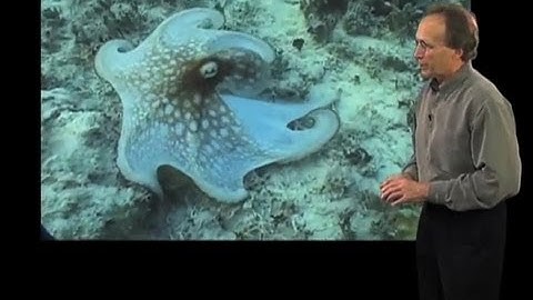 Dynamic Camouflage in an Octopus - Roger Hanlon (MBL)