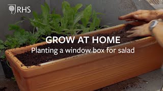 WINDOW BOX GROWING KIT SALAD
