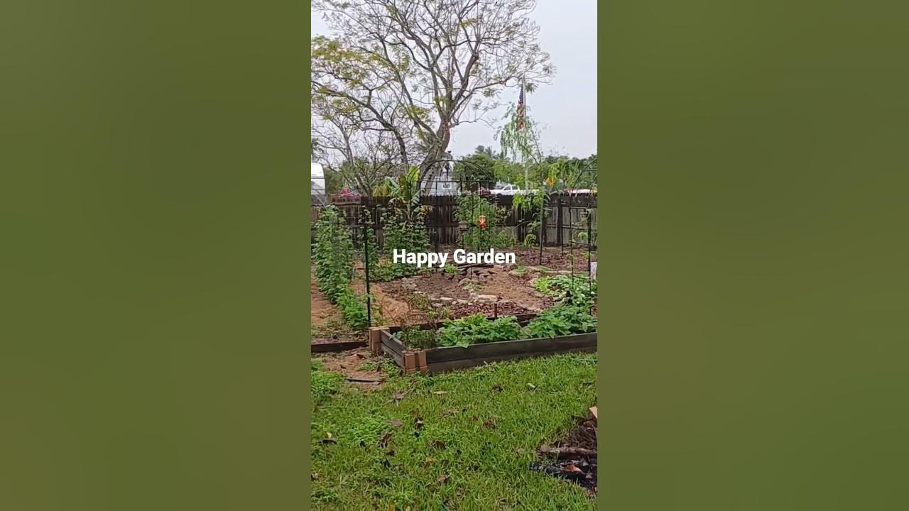 happy-garden-after-a-long-awaited-rain-youtube