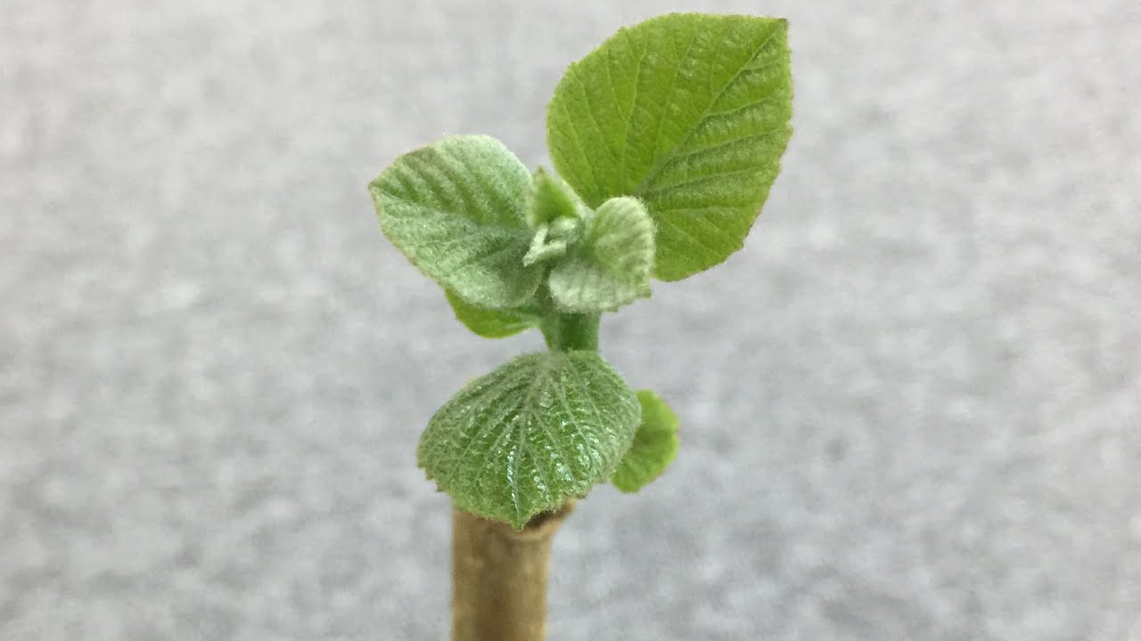 العناية بشجرة البمبر ، تقليم ، تسميد ، تكاثر ....