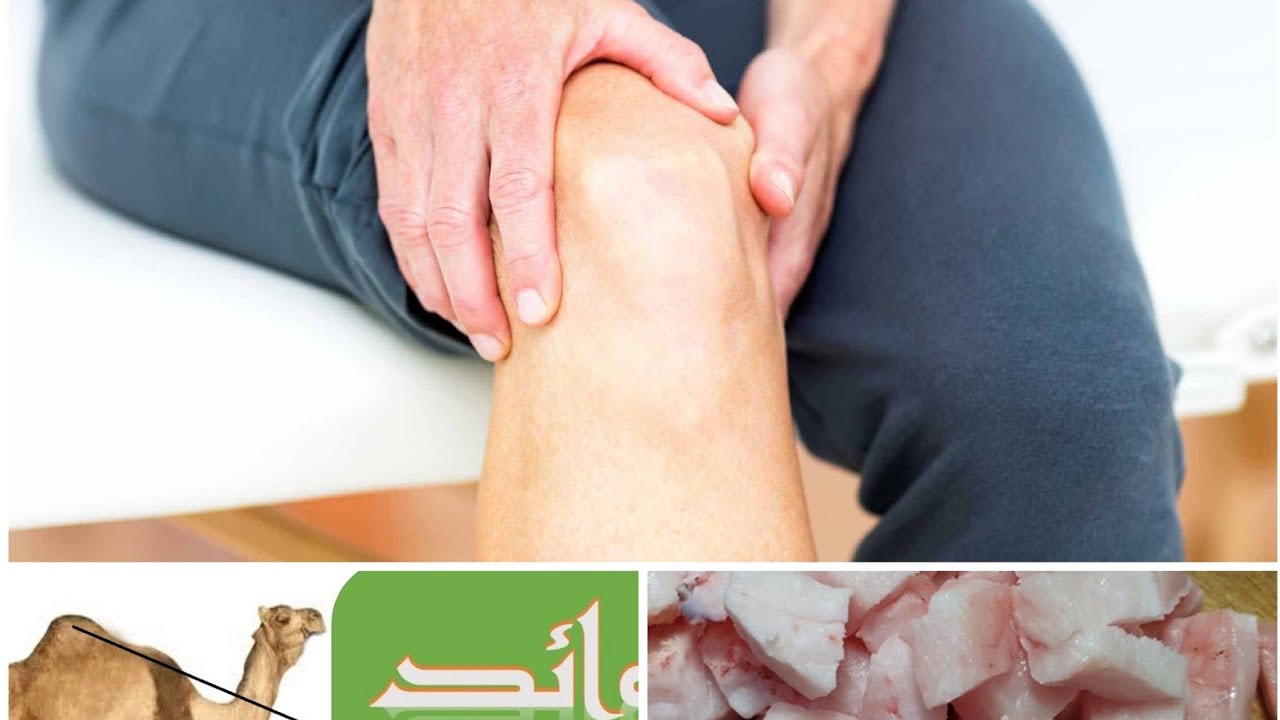 تعانون من ألم المفاصل😱عليكم بدروة(شحم) الجمل🐪