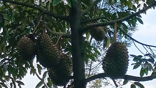 WONOSALAM JOMBANG  UMUR 4,5THN 