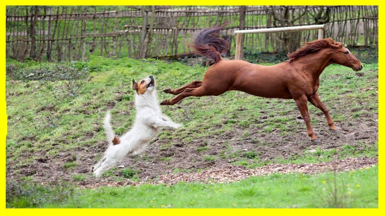 Farmer Horse kick a Dog very Hardly, Dog attack horse horses horse 