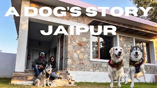 Pet friendly staycation | Jaipur | A dogs story by ChicAsh Adventures 417 views 1 month ago 17 minutes