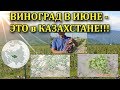 ВИНОГРАД В КАЗАХСТАНЕ 40га,  ВЫРАЩИВАНИЕ НОВЫХ СОРТОВ. КЛИЕНТ ПИТОМНИКА ВИНОГРАД-ОДЕССА!