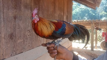 lau qaib qus khav heev qua zoo heev ntxim cuab tuaj zoo tiag tiag 2021