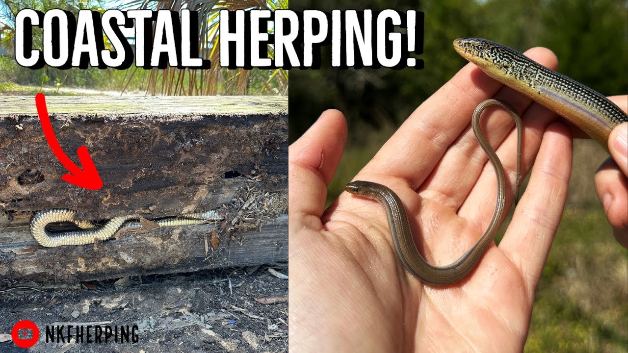Spring Herping in Coastal Fascinating Glass Lizards, Yellow