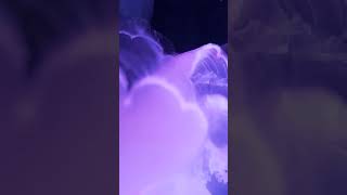 Moon jellies in retrograde ⏪🌙🌌