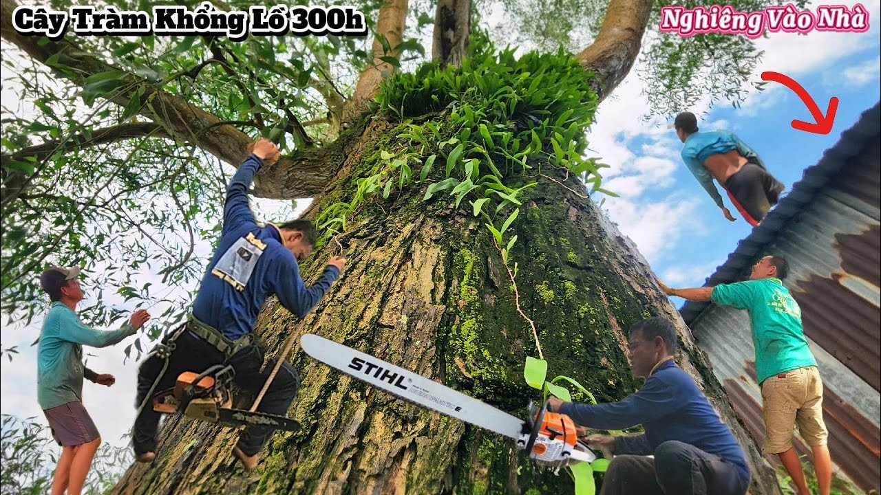 Cưa cây Tràm khổng lồ toàn rong rêu / Sawing down a giant Melaleuca tree covered in moss | P82