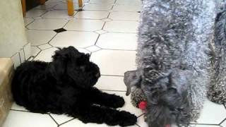 Kerry Blue terrier puppy and mother