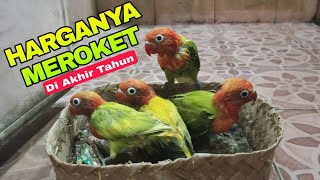 Update Harga Lovebird Biola Green Terbaru Di Bulan Desember 2025