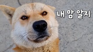 삼용이와 마트에 왔습니다