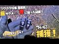 クワガタ採集2026年開幕戦でいきなりデカヒラタ炸裂⁉