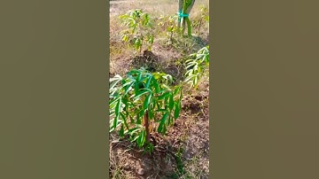 Daun Singkong #singkong #short #daunsingkong #petani
