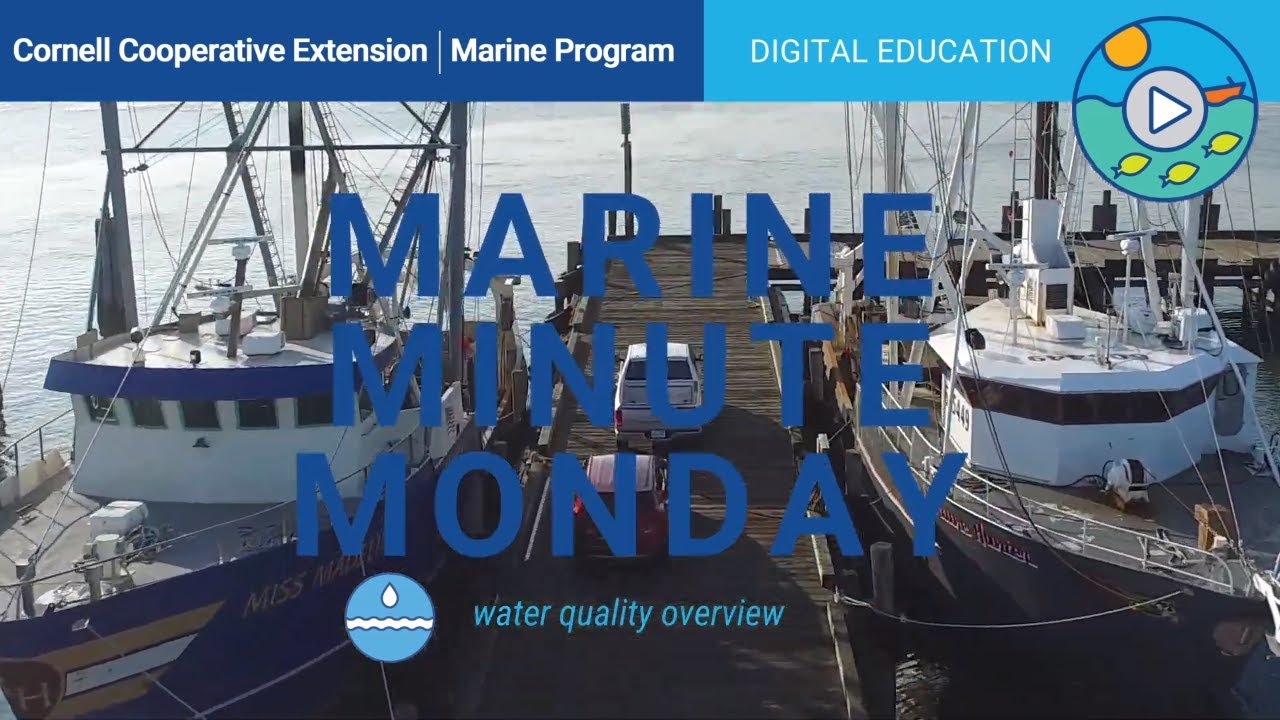 Marine Minute Monday! "Water Quality" YouTube