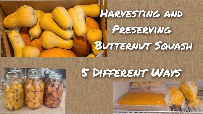 Cooking with Green or Unripe Butternut Squash