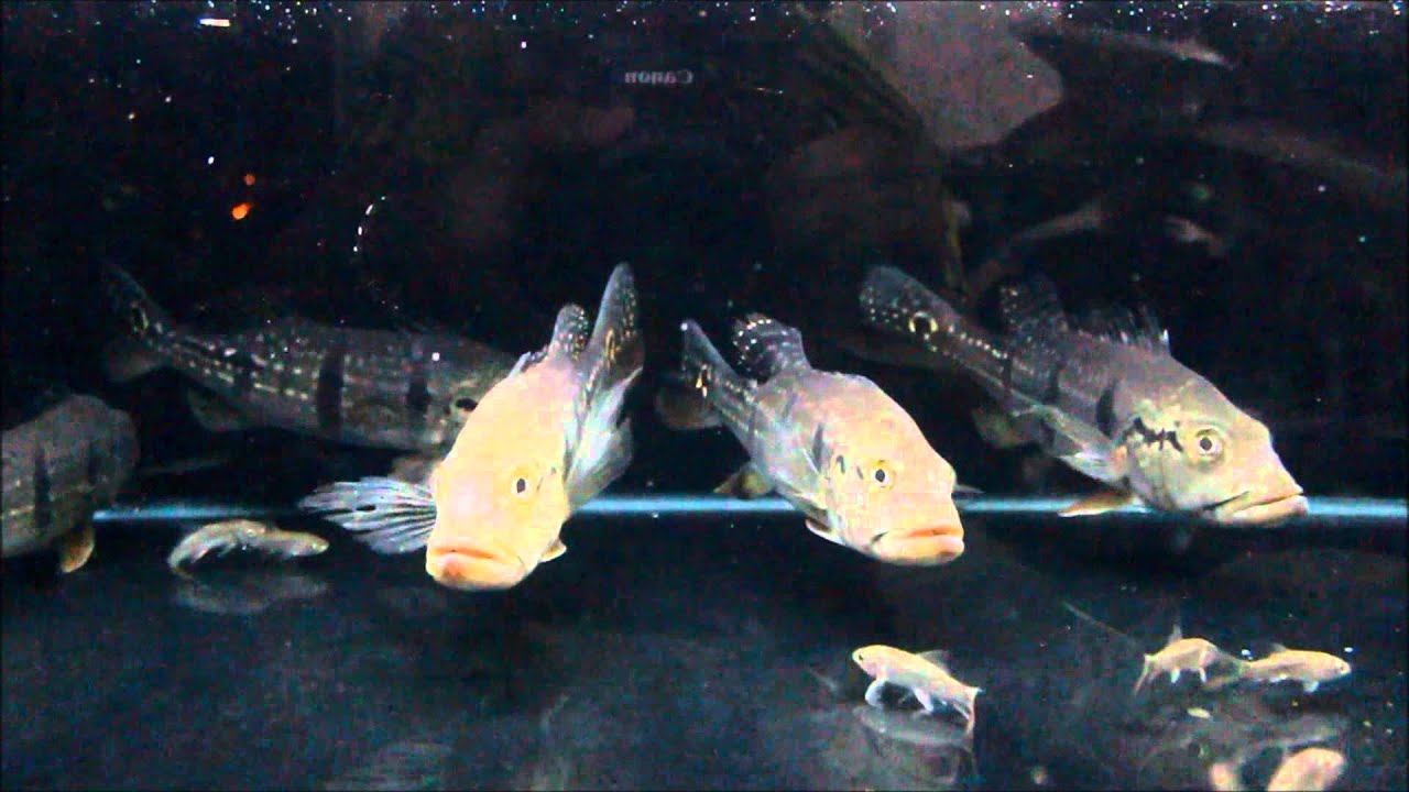 Hoang bao yen dielse