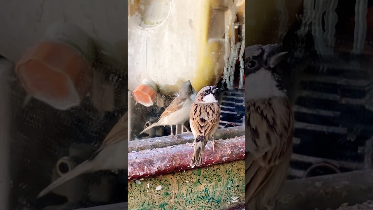 Funny Birds video /Sparrow funny video ￼￼