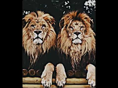 Tigers Brothers