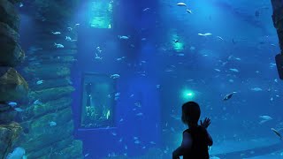 Vietnam's Largest City Aquarium : Lotte World Aquarium Hanoi