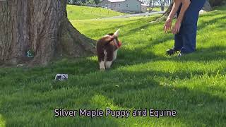 Sweet Newfie Puppy Ethel