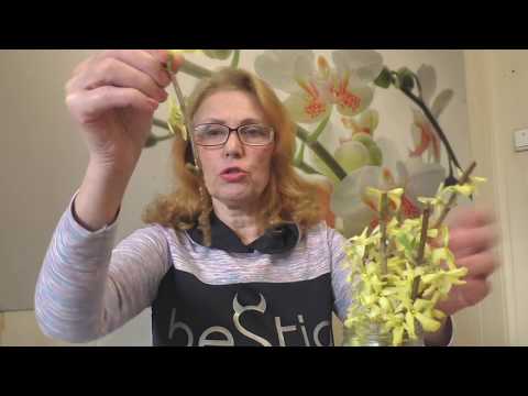 Золотая радость форзиция (Forsythia). Размножение, посадка и уход. Декоративные кустарники.