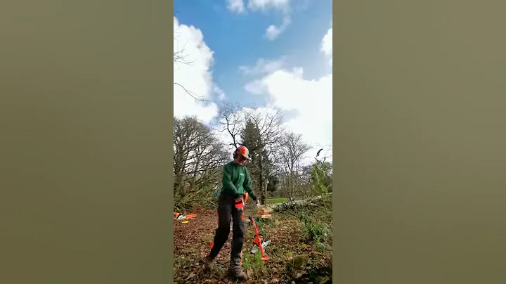 Sarah felling a chesnut tree