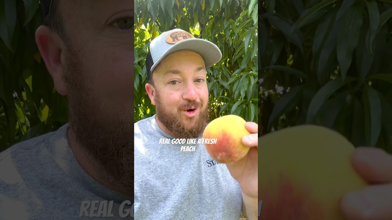 When to pick peaches! 🍑 #fruittrees #garden #starkbros #pietime #gardening #growyourownfood #shorts
