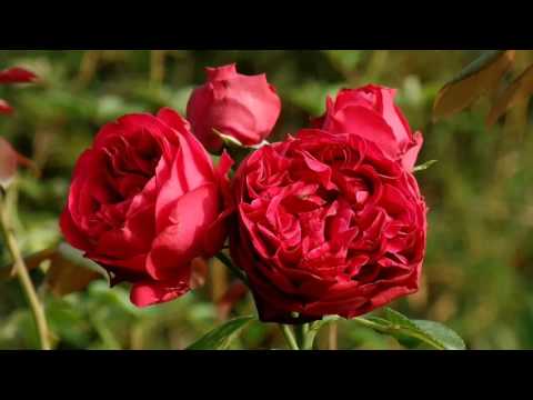 Video Các giống hoa hồng tại làng Hoa Sa Đéc (Phần 2) - youtube